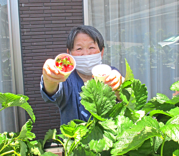 イチゴ収穫6