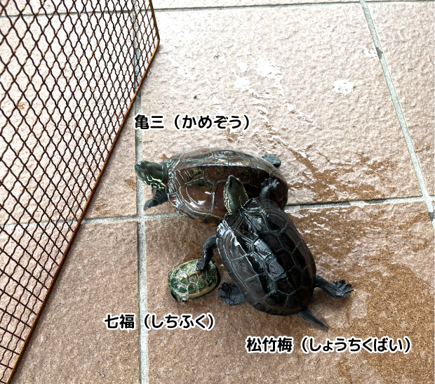 カメの飼育2(リハビリプラザ松原）